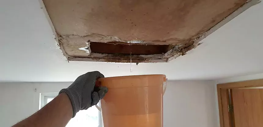 Ceiling Mold Repair Palmetto 